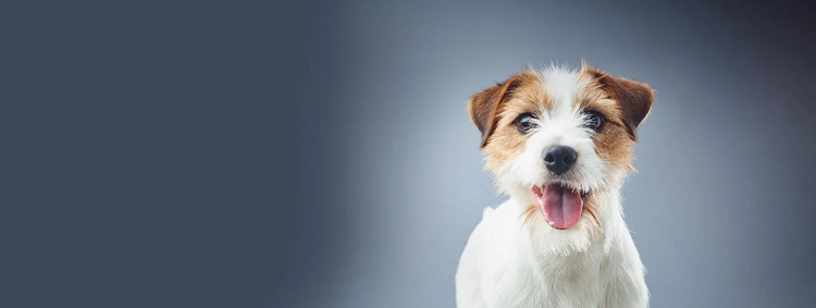 purina-instituto-transcriptómica-canina