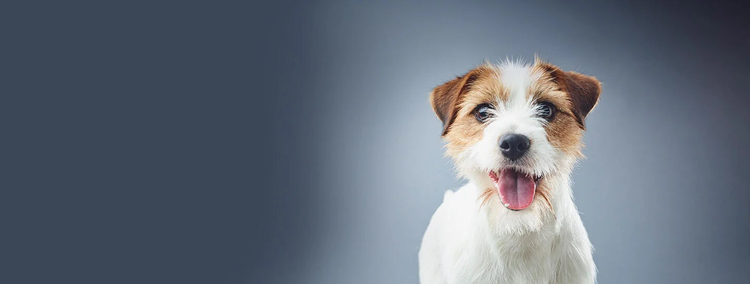 purina-institute-transcriptomique-canine