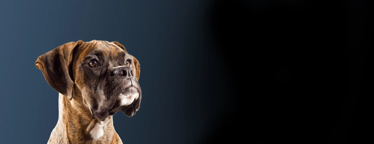 la ricerca di Purina