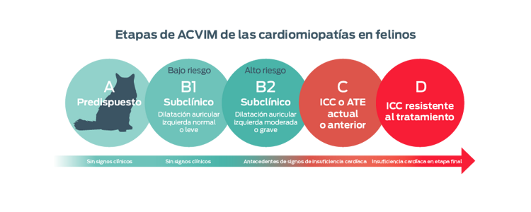 etapas de acvim de las cardiomiopatías en felinos