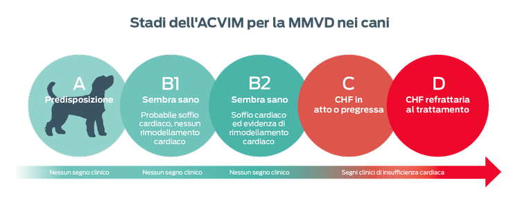 Stadi ACVIM di MMVD nei cani. A, predisposto. Nessun segno clinico. B1, sembra sano. Probabile soffio cardiaco, nessun rimodellamento cardiaco. Nessun segno clinico. B2, sembra sano. Soffio cardiaco ed evidenza di rimodellamento cardiaco. Nessun segno clinico. C, CHF attuale o precedente. Segni clinici di insufficienza cardiaca. D, CHF refrattario al trattamento. Segni clinici di insufficienza cardiaca.