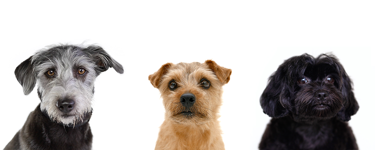 kleine Hunde schauen in die Kamera