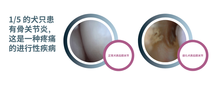 Purina机构扼流关节