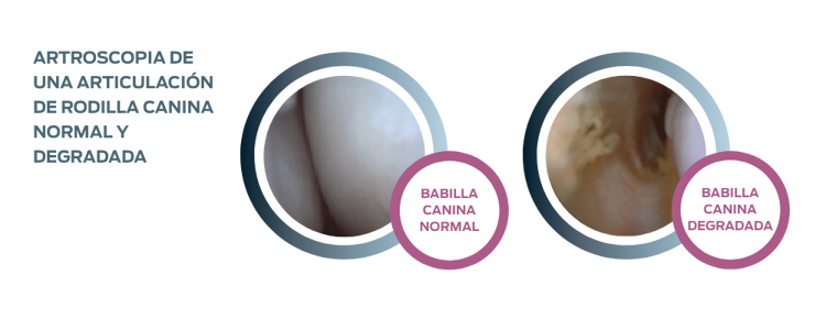 Articulación asfixiante del Instituto Purina