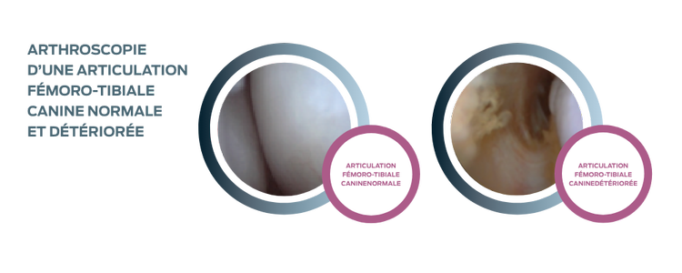 purina-institute-grasset