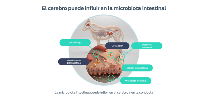 El cerebro puede influir en la microbiota intestinal. Nervio vago, metabolismo del triptofano, circulación, aferentes espinales, celulas inmunitarias, microbiota intestinal. La microbiota intestinal puede influir en el cerebro y en la conducta.