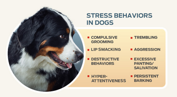 purina-institute-gut-brain-stress-behaviors