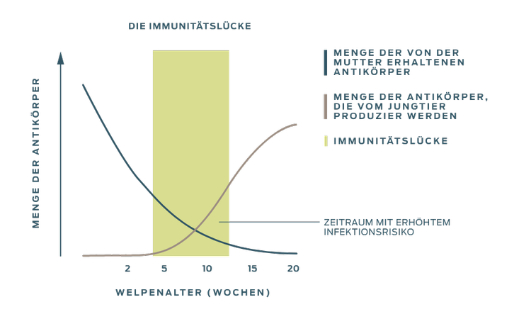 Ein Diagramm, das den Zeitraum des erhöhten Infektionsrisikos veranschaulicht, der eintritt, wenn sich die abnehmende Menge der von der Mutter erhaltenen Antikörper mit der zunehmenden Menge der vom Welpen oder Kätzchen produzierten Antikörper kreuzt.