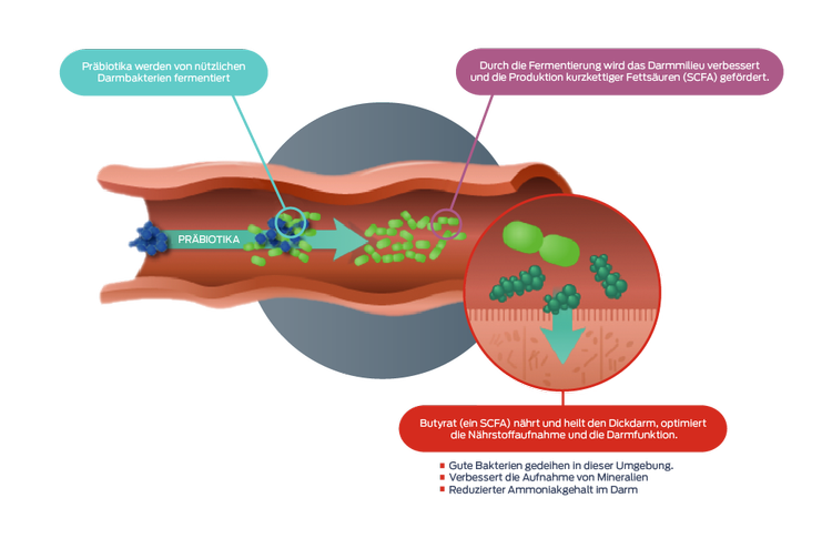 Symbol „Präbiotika und Probiotika“