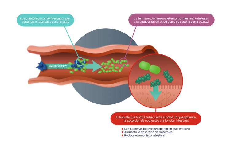 Los prebioticos son fermentados por bacterias intestinales beneficiosas. La fermentacion mejora el entorno intestinal y da lugar a la produccion de acido graso de cadena corta (AGCC). El butirato (un AGCC) nutre y sana el colon, lo que optimiza la absorcion de nutriantes y la fincion intestinal: Las bacterias buenas prosperan en este entomo. Aumenta la absorcion de minerales. Reduce el amoniaco intestinal.