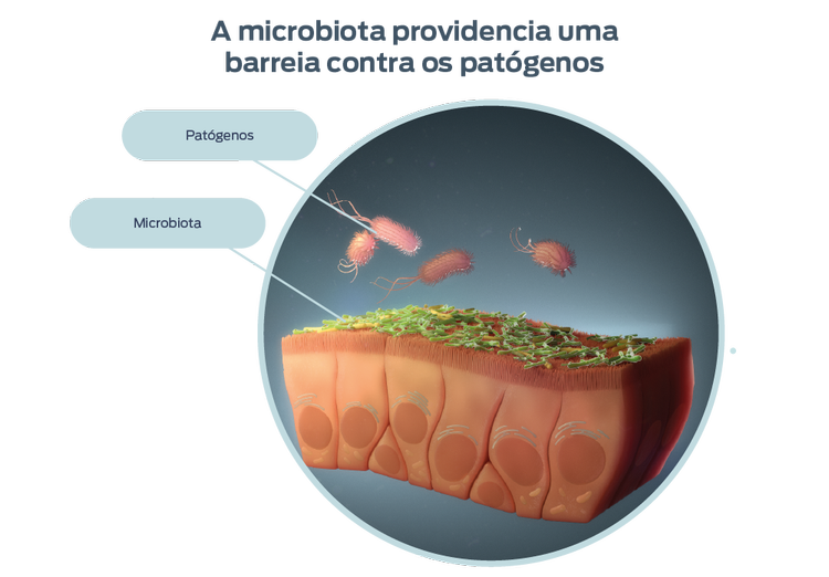 representação da abundância relativa de bactérias comuns