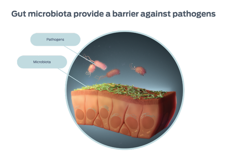 representation relative abundance common bacteria