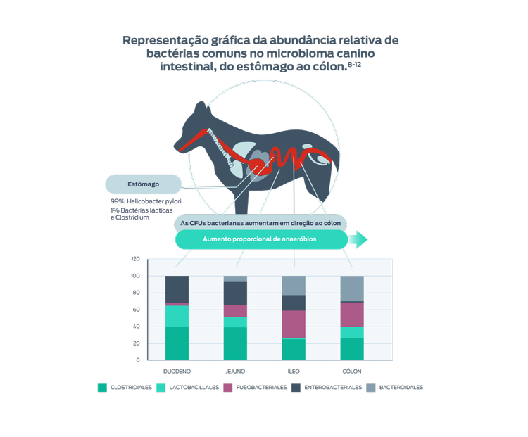 representação da abundância relativa de bactérias comuns