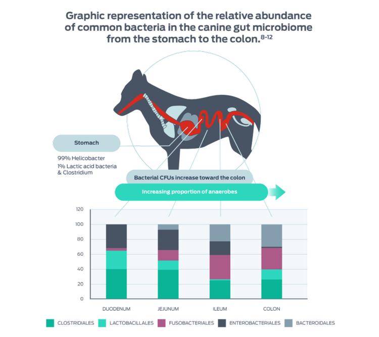 representation relative abundance common bacteria