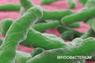 purina-institute-metagenomics
