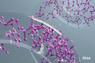purina-institute-omics-transcriptomics