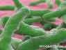 l'asse intestino-cervello