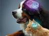 saúde cerebral canina e felina