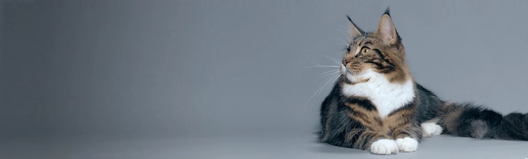 purina-instituto-inmunidad-calostro