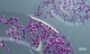 Purina Istituto Omnics Transcriptomics