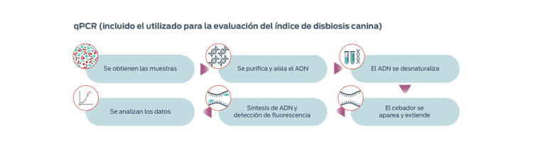 qPCR (incluido el utilizado para la evaluación del indice de disbiosis canini), descrito en 6 pasos. Paso 1, Se obtienen las muestras. Paso 2, Se purifica y aísla el ADN. Paso 3, El ADN se desnaturaliza. Paso 4, El cebador se aparea y extiende. Paso 5, Sintesis de ADN y detección de fluorescencia. Paso 6, Se analizan los datos.