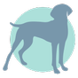 immagine di un cane