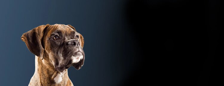 recherche purina