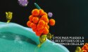 Purina Institute Proteomics Proteínas de citoquinas