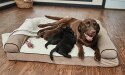 femelle labrador chocolat allaitant quatre chiots