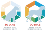 Síndrome de disfunción cognitiva