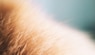 Allergies aux chats : réalité et fiction