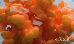 タンパク質