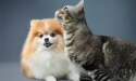 カメラを見ている犬と猫