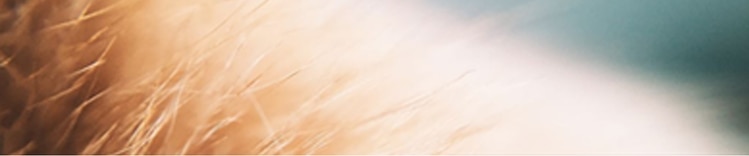 Cat Hair Is Not The Cause Of Allergies To Cats