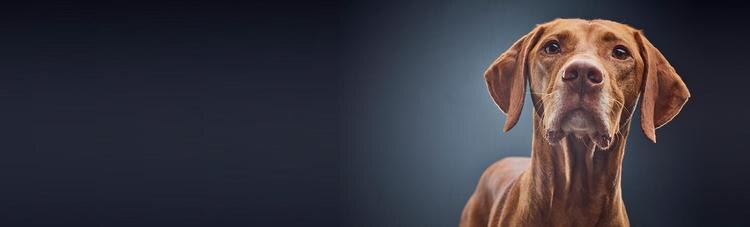 dog banner