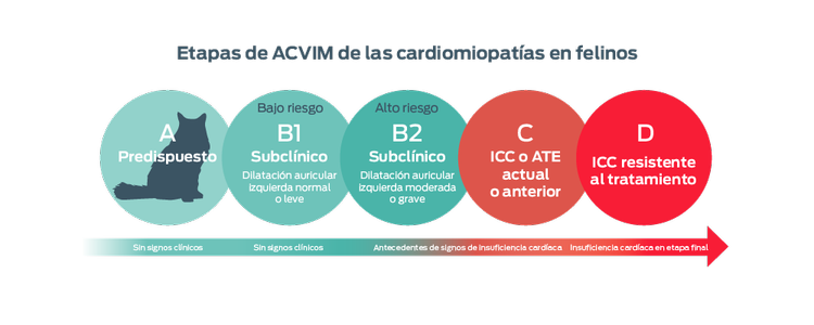 etapas de acvim de las cardiomiopatías en felinos