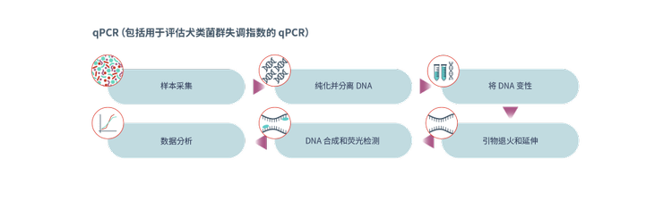 qPCR（包括用于评估犬类菌群失调指数的 qPCR）图示