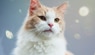 Allergies aux chats : réalité et fiction