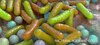 microbiome-forum-thumbnail