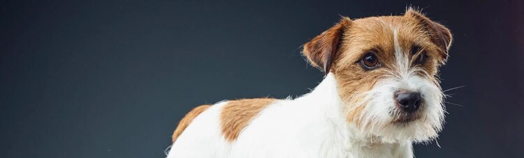 purina-institute-probiotiques