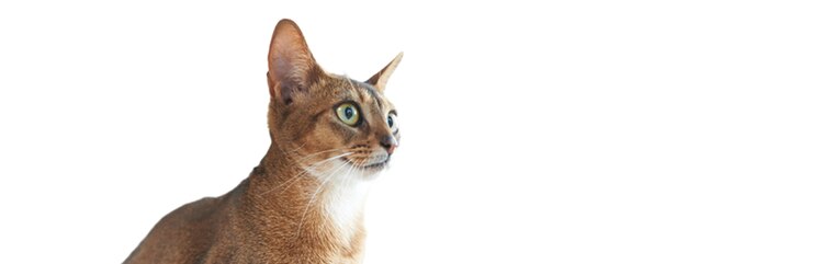 Lernen Sie Sparks kennen, ein junger, erwachsener Kater mit Pruritus.