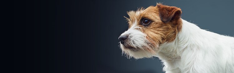 perro