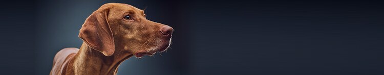 comportements associés au vieillissement