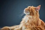 gato amarillo de pelaje largo