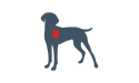 心臓が強調表示された犬のアイコン