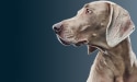 Chien