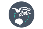 icône de l'axe du cerveau intestinal