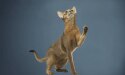 chat regardant en l'air avec la patte levée