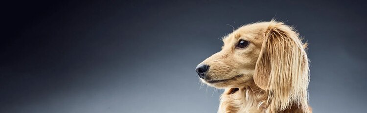 investigación-purina