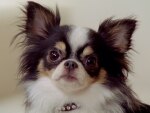 kleiner Hund